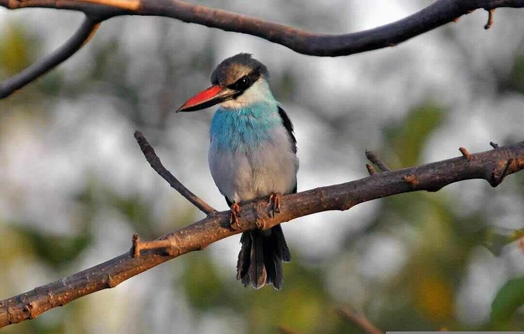 Blue-breasted Kingfisher